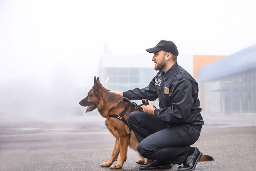 On several types of police patrols a K9 unit might come in handy